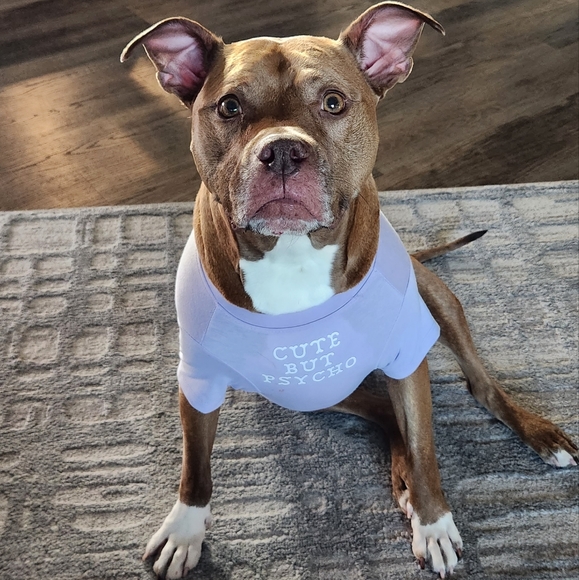 Dog Doggie Shirt Xxl Bought To Take Pictures In As She Dont Like